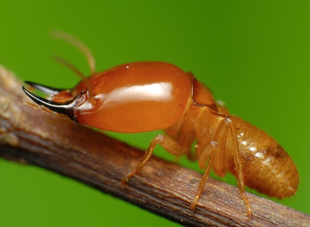 soldat-termite2