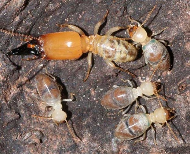 Vieux-termite