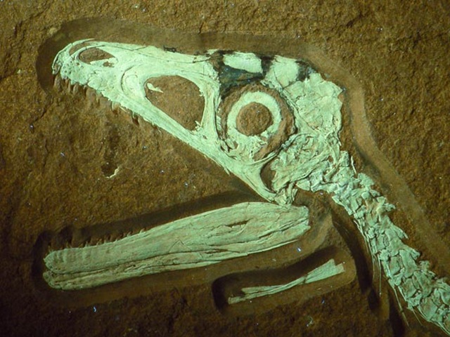 fossile-Sciurumimus albersdoerferi-UV