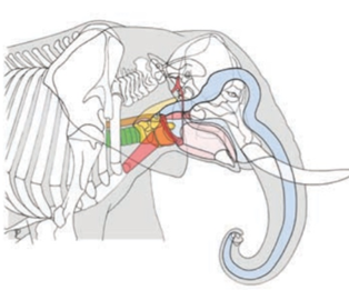 éléphant-anatomie-larynx