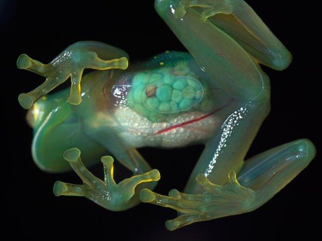 Pourquoi la grenouille de verre a un bidon transparent ? - GuruMeditation
