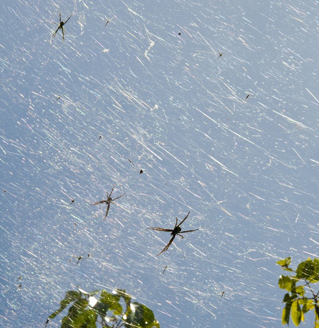 toiles-araignées-orb-Guam