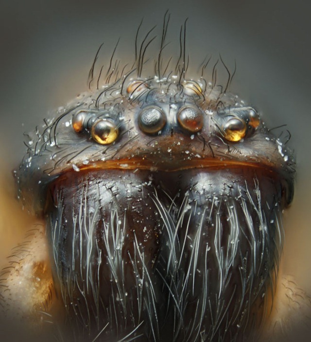 araignée commune-NSW