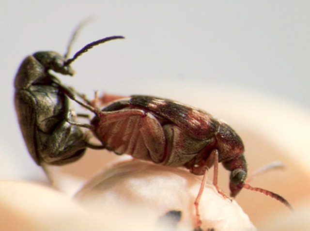 sexualité-Callosobruchus maculatus1
