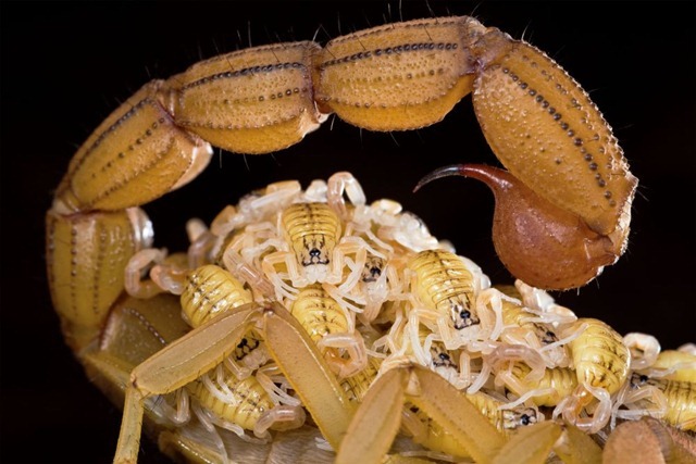 skorpions-
