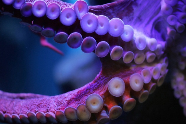 tentacules-pieuvre