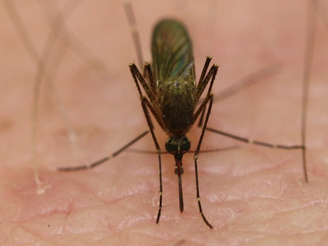 piqure-moustique