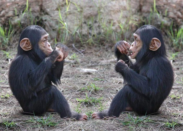 chimpanzee double