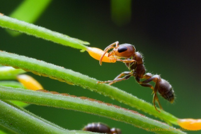 Beltien-fourmis-acacia