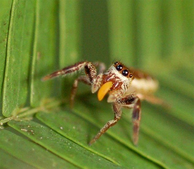 araignée- corps Beltien