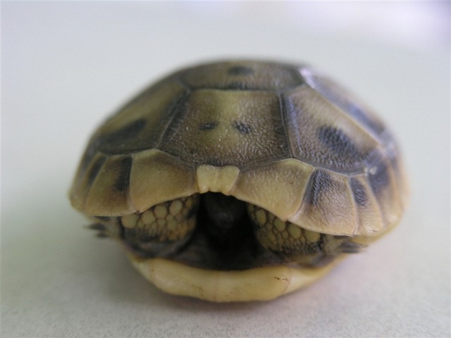 carapace-tortue