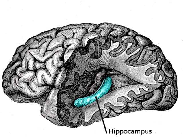 hippocampus2