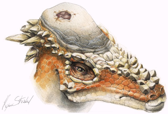 Pachycephalosaurus-blessure