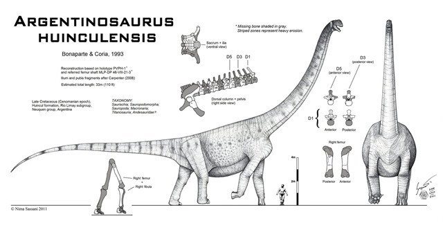 Argentinosaurus huinculensis