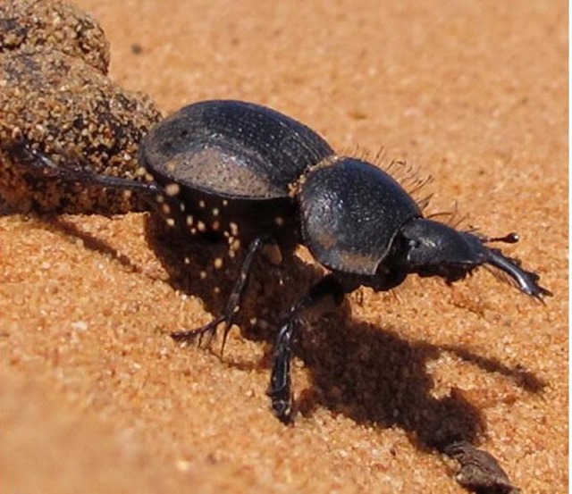 P. endroedyi