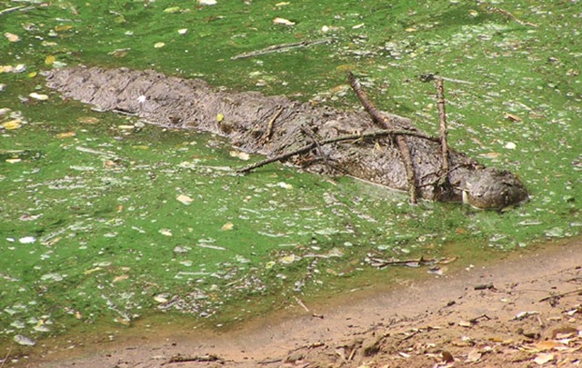 Crocodylus palustris-approche aux batons