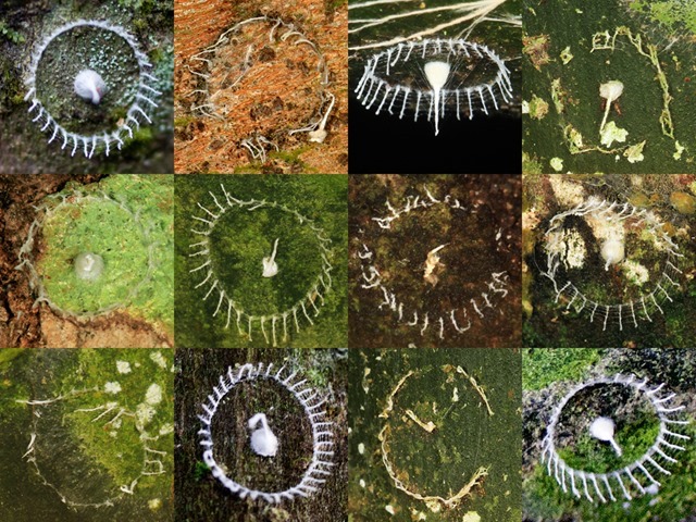 A small sample of different stages of the structure as well as various surfaces that they were found on during this research trip. Some are pristine and new, while others have barely left a trace. Photos: Courtesy Lary Reeves & Ariel Zambelich/WIRED