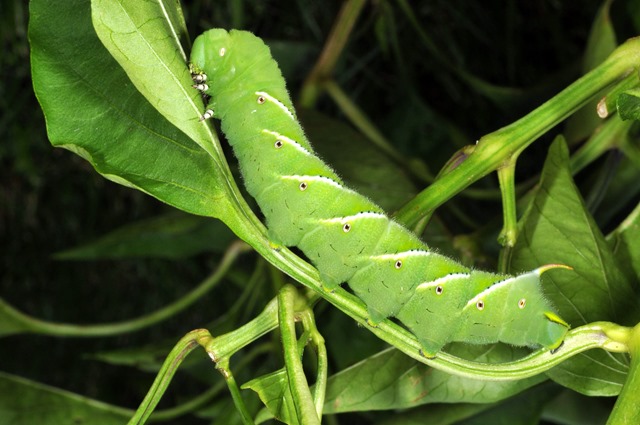 Hornworms, a common garden pest, can defoliate tomatoes, peppers, potatoes and other vegetables. (Purdue Agriculture photo/Rick Foster)
