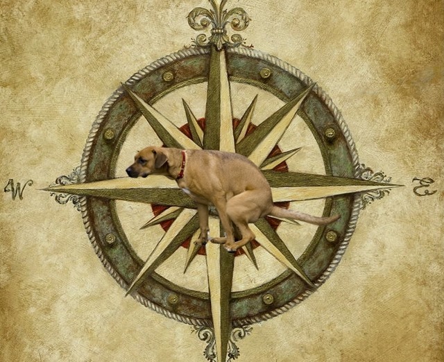 compass-rose-judy-merrell2