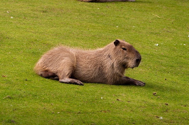 Capibara