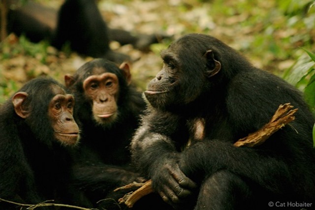 Language-signes-chimpanzés