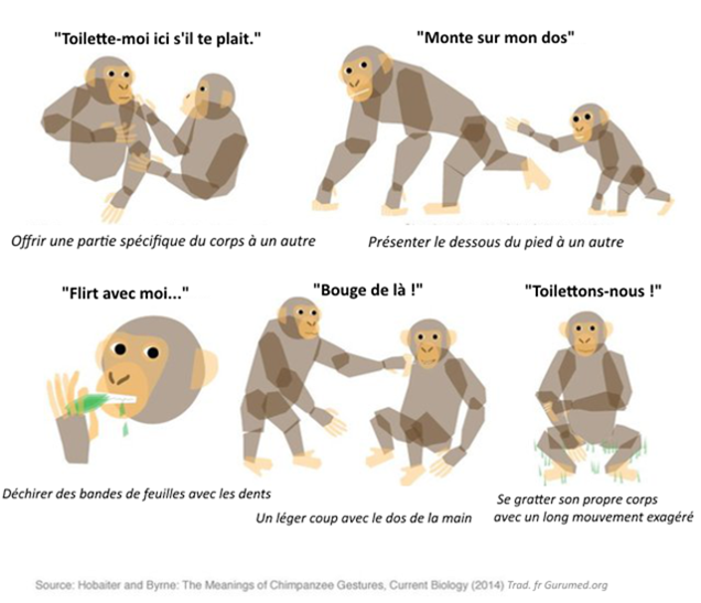 language-signe-chimpanzés-trad