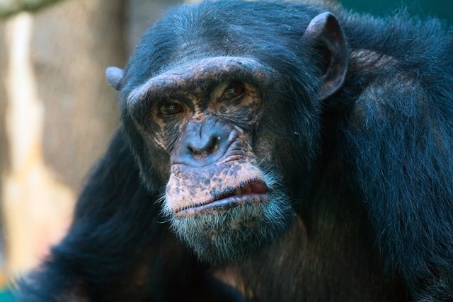 Chimpanzé-not happy