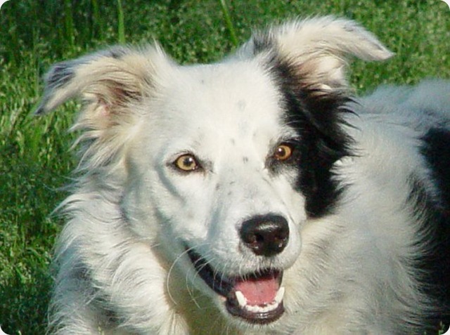 RÃ©sultat de recherche d'images pour "Chaser, le chien qui connaissait plus de 1.000 mots"