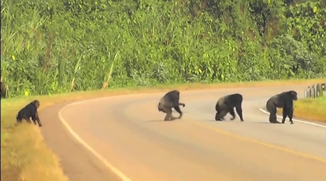 chimpanzés-traverse-route