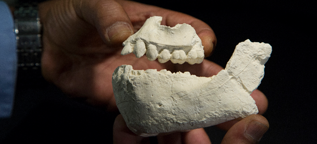 Australopithecus deyiremeda1