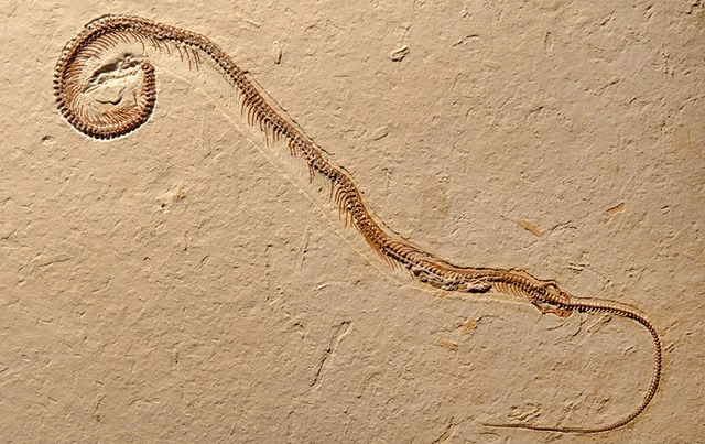 Fossile-Tetrapodophis amplectus1