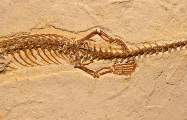 Fossile-Tetrapodophis amplectus2