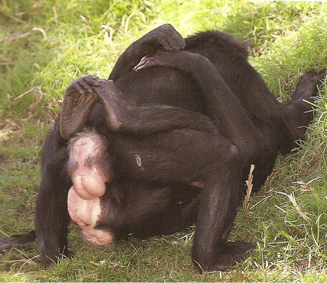 bonobo5