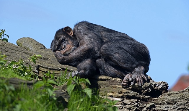 Chimpanzée-arbre-sommeil