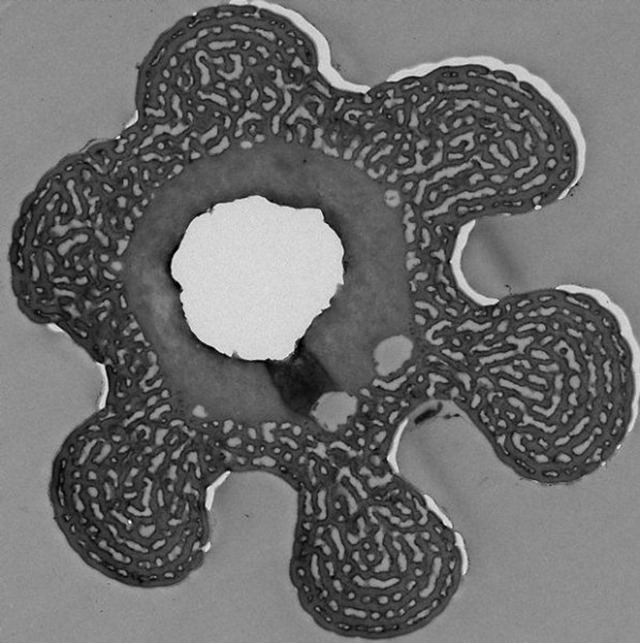 Tarentule-Ccyaneopubescens-nanostructures