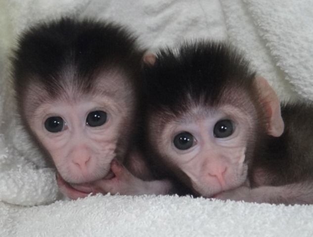 macaques-gene-mod-autisme