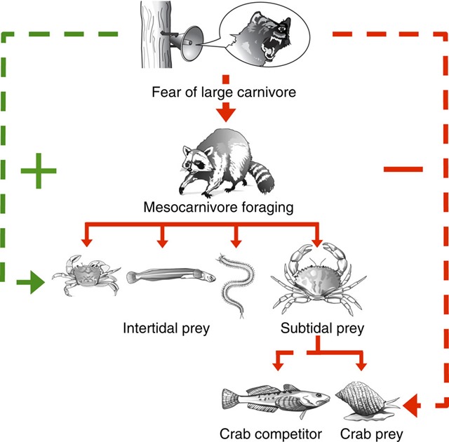 raton laveur-peur-écosystème