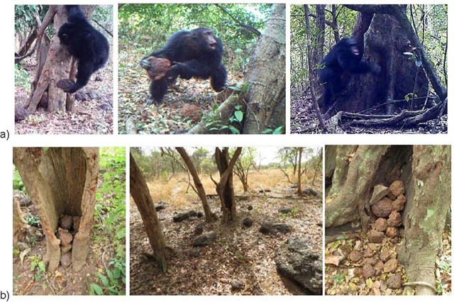 Chimpanzés-arbre-pierres