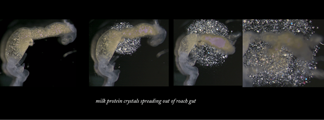 cristal-protéine-lait-blatte2