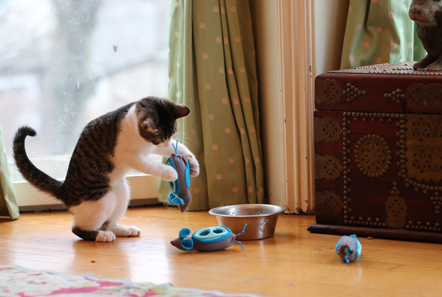 Chat-puzzle alimentaire