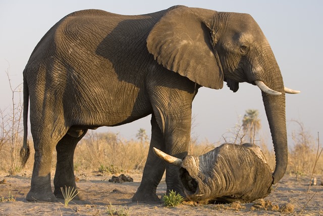 Elephant (Loxondonta Africana) investigating an elephant carcas in Botswana.