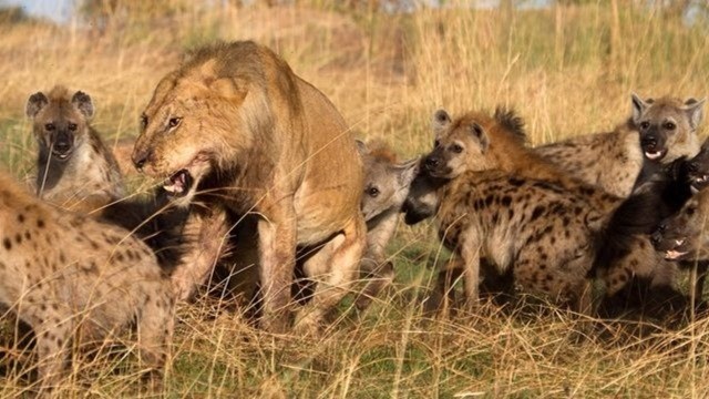 Lions-vs-Hyènes