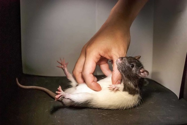 somatosens-rat-chatouille2