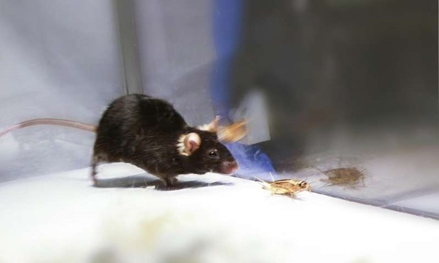 souris-chasse-optogénétique chémogénomique