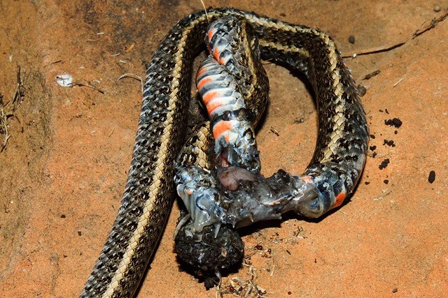tarentule-serpent1 16