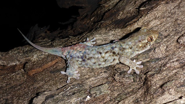 Geckolepis megalepis 2