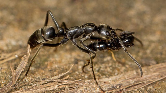 premier secour fourmis