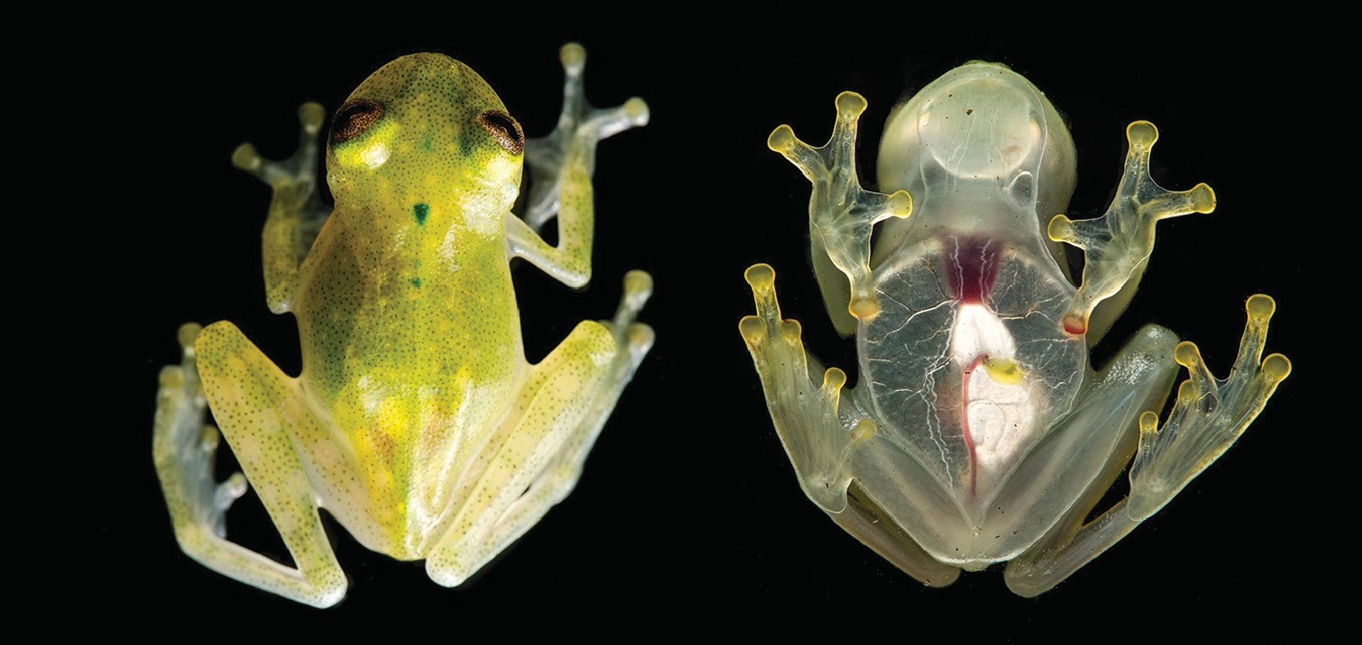 Земноводные печень. Стеклянная лягушка Флайшмана (Hyalinobatrachium fleischmanni). Стеклянная лягушка (Glass Frog). Стеклянная лягушка (Hyalinobatrachium ruedai). Стеклянные лягушки Centrolenidae.