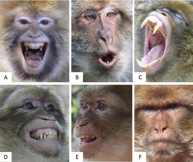 Expressions faciales macaque
