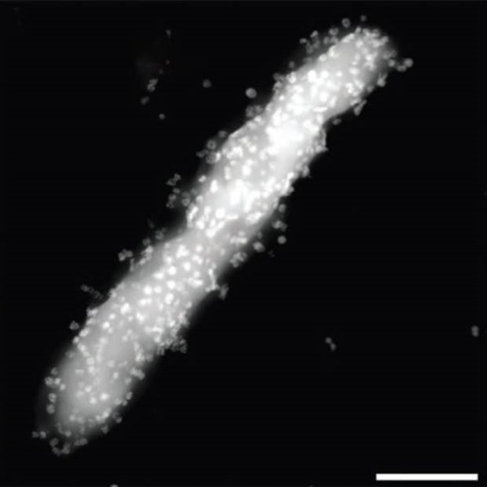 Bacterie-nanocrystals3